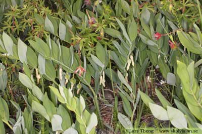 Getrams, Polygonatum odoratum 